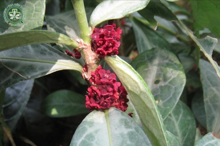 Mô tả cây cam xũng 2 Mô tả cây cam xũng 2