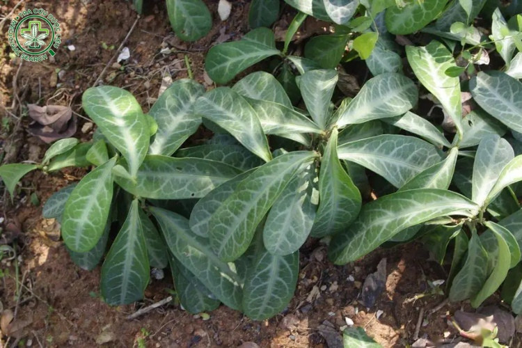 Mô tả cây cam xũng 1 Mô tả cây cam xũng 1