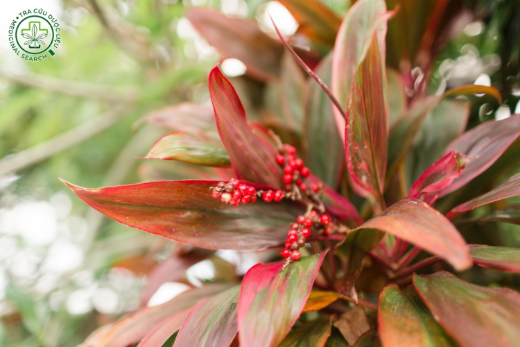 Công dụng 1 Công dụng 1