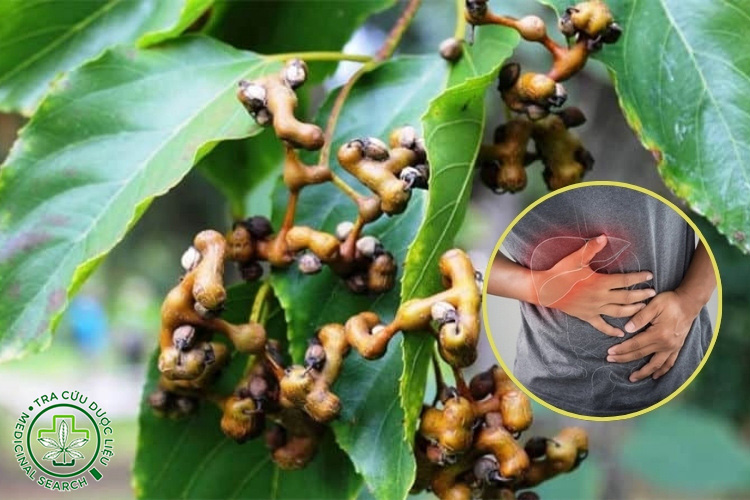 Tác dụng bảo vệ gan 1
