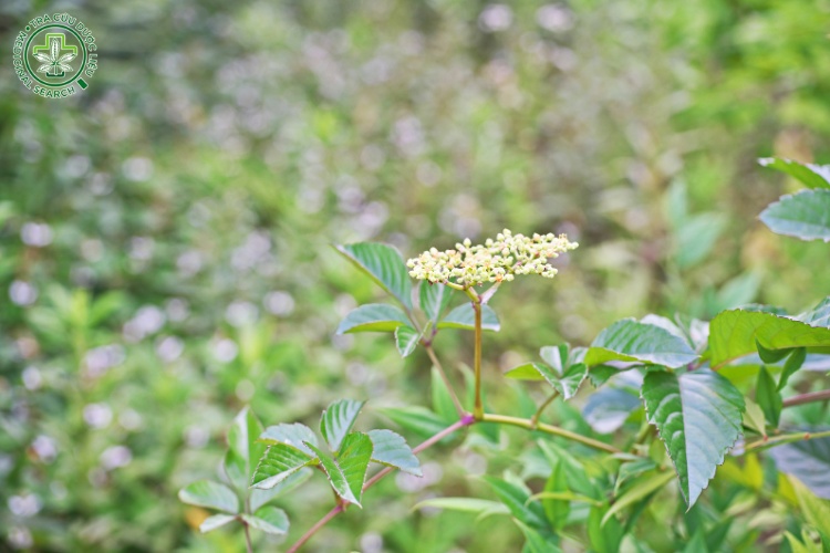 2. Bộ phận dùng 1