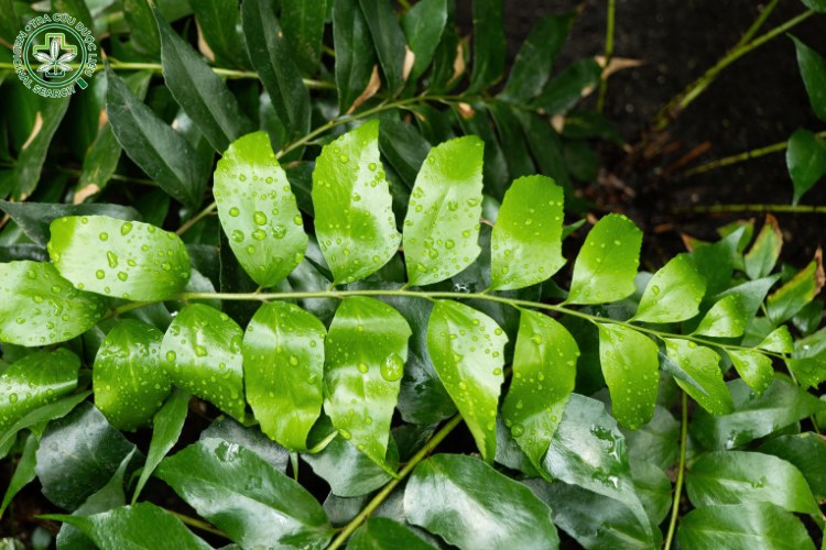 Đặc điểm 1