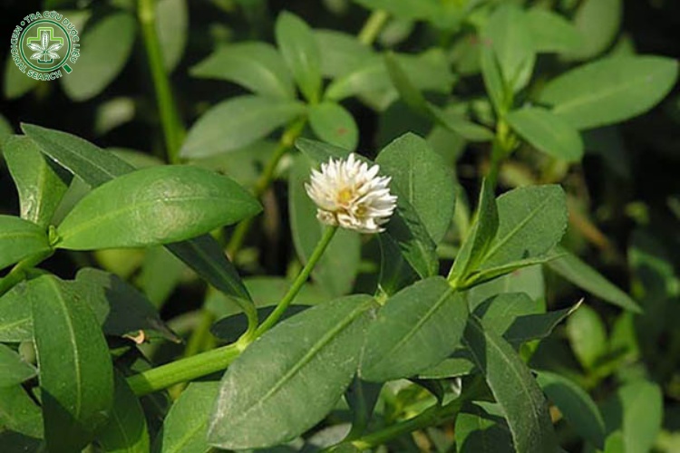 Bài thuốc từ cây rau dệu 1