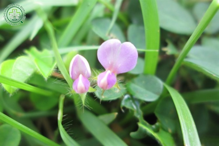 Công dụng và liều dùng 1