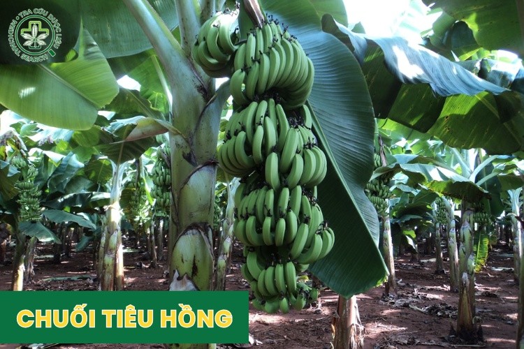 Phân loại chuối tiêu 2 Phân loại chuối tiêu 2