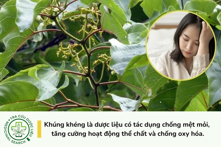Tác dụng tăng cường hoạt động thể chất, chống mệt mỏi 1