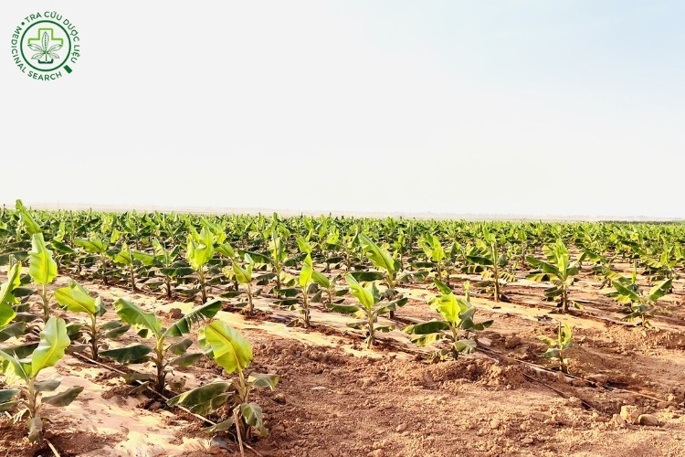 1.2. Chuẩn bị vườn trồng chuối 1 1.2. Chuẩn bị vườn trồng chuối 1