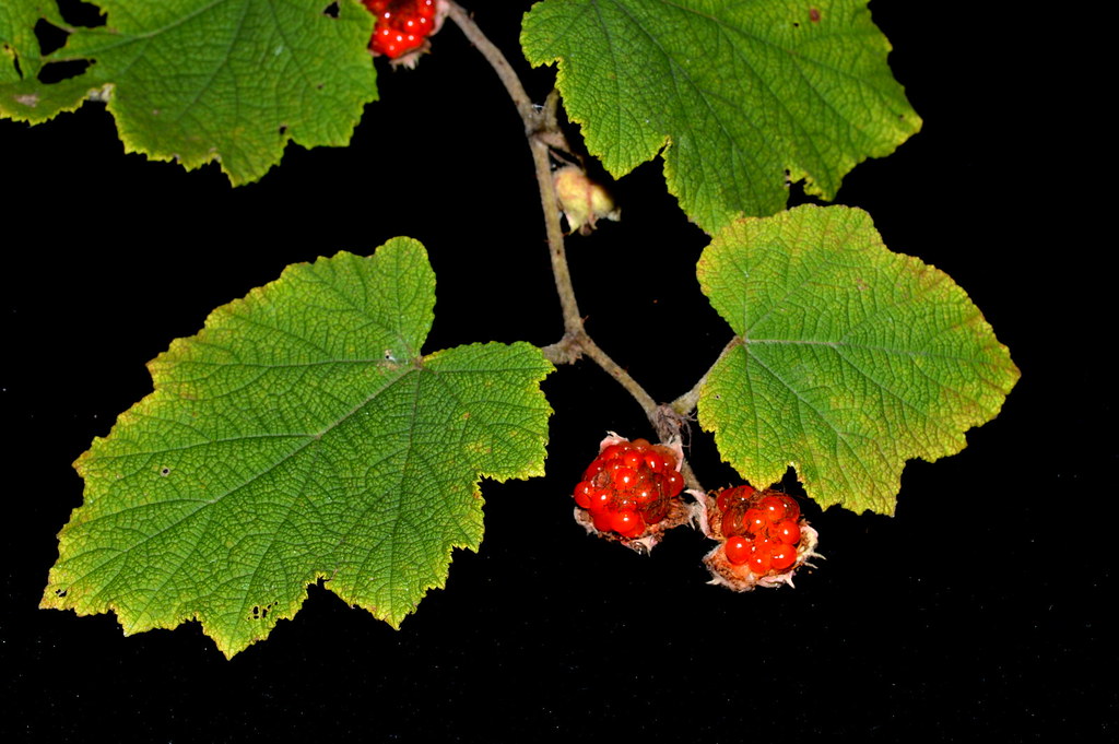 Rubus alceifolius Poir. – Rubus alceaefolius Poir. 1