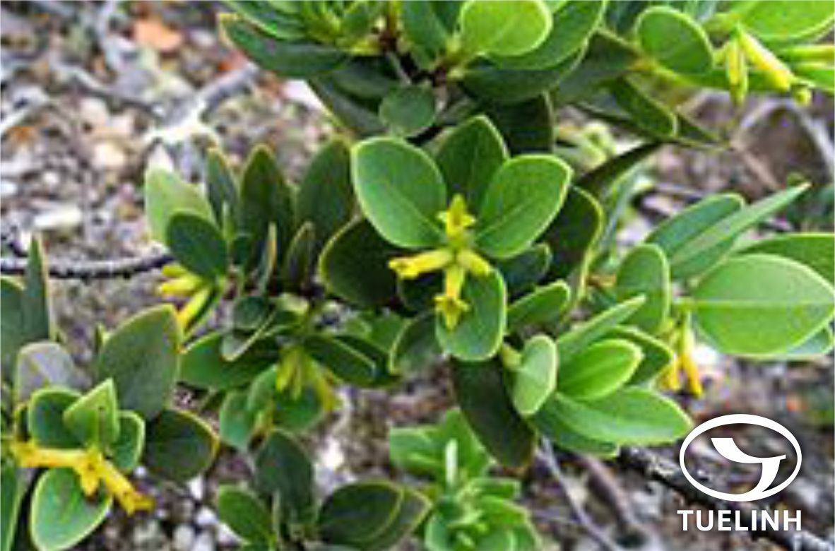 Wikstroemia androsaemifolia Decne. 1 Wikstroemia androsaemifolia Decne. 1