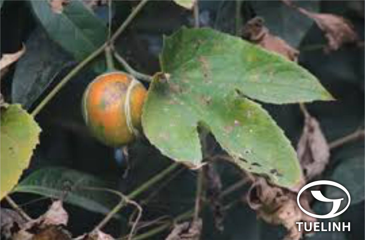 Trichosanthes villosa Blume 1