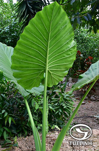 Alocasia odora (Lind.) K. Koch 1 Alocasia odora (Lind.) K. Koch 1