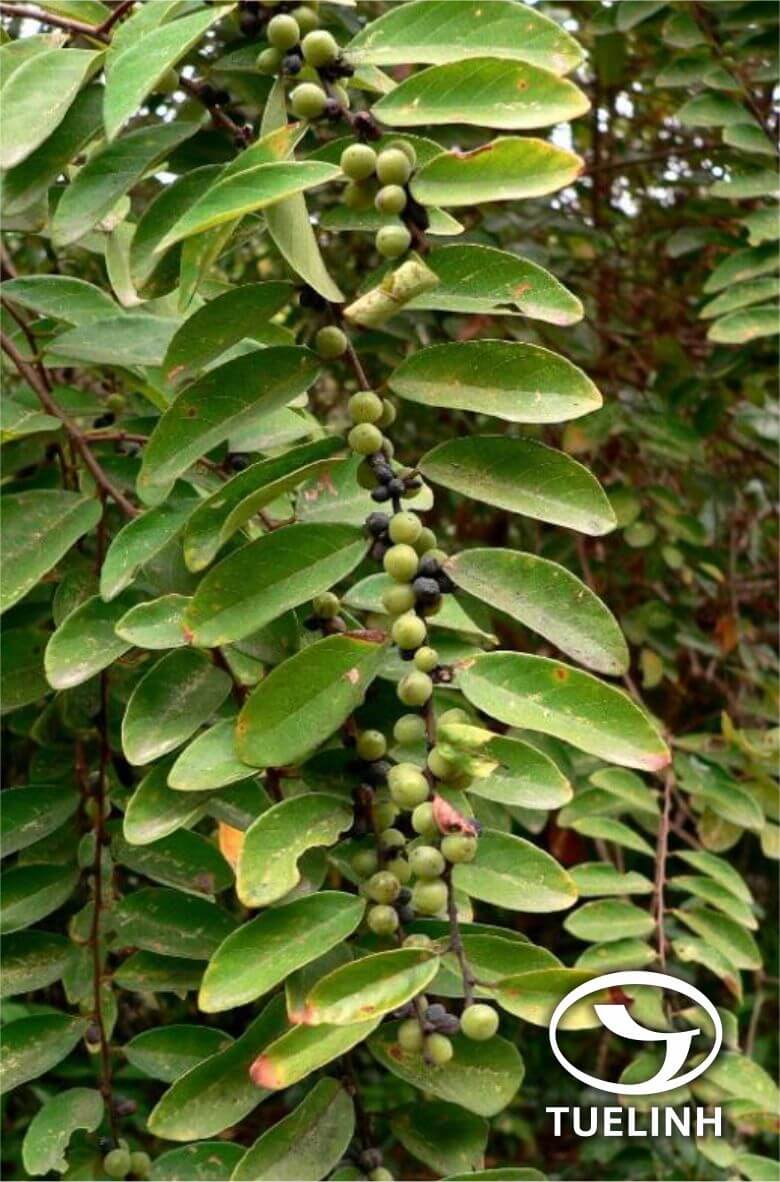 Bridelia monoica (Lour.) Merr. 1 Bridelia monoica (Lour.) Merr. 1