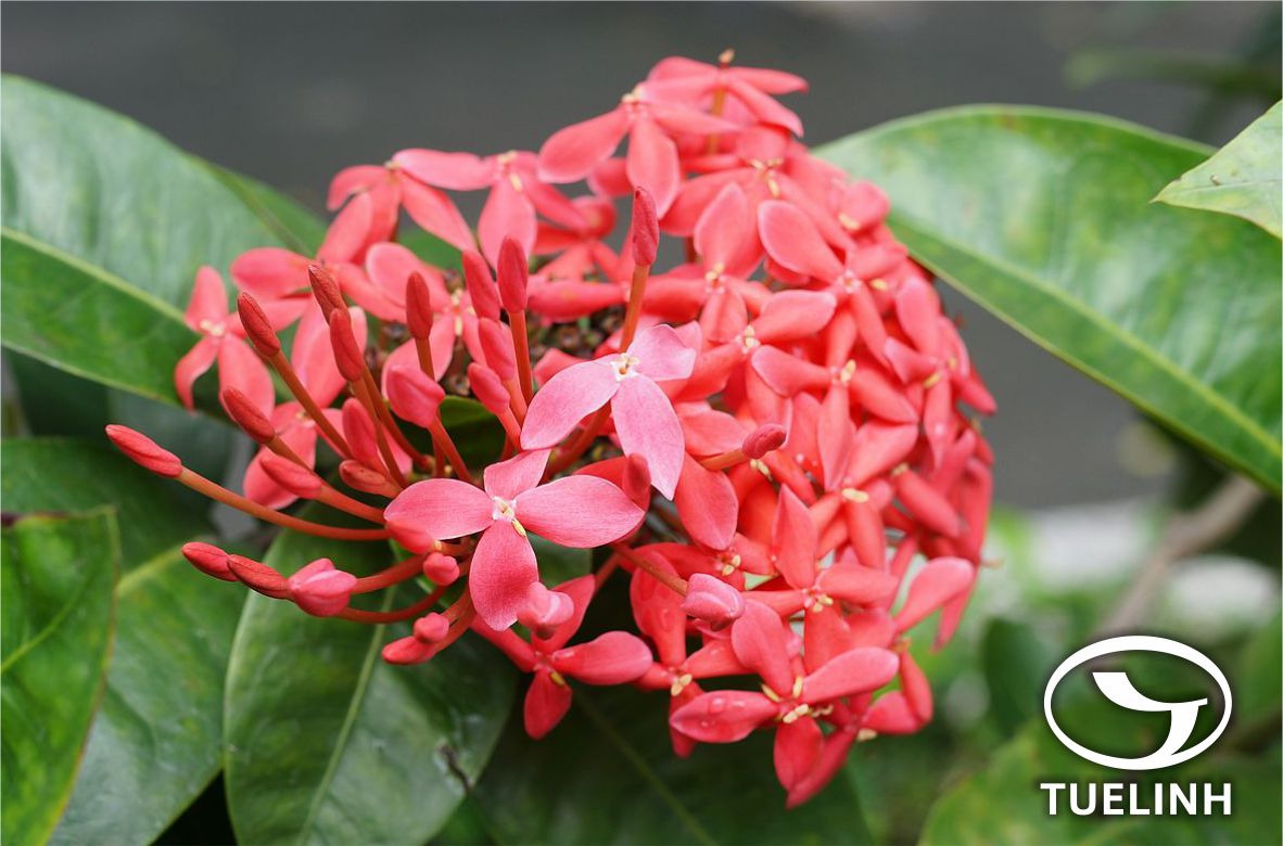Ixora cocinea L. 1 Ixora cocinea L. 1