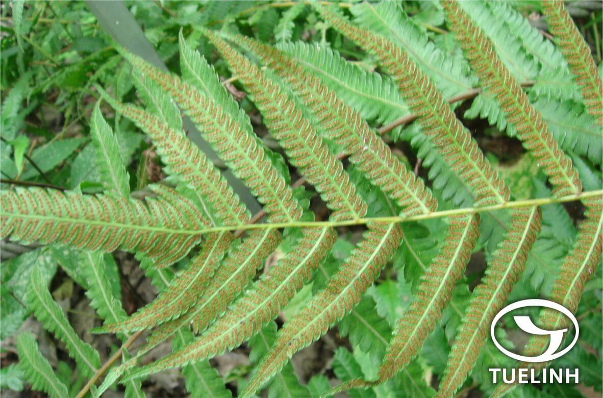 Cyclosorus acuminatus (Houtt.) Nakai ex H. Itô – Christella acuminata (Houtt.) H. Lev 1 Cyclosorus acuminatus (Houtt.) Nakai ex H. Itô – Christella acuminata (Houtt.) H. Lev 1