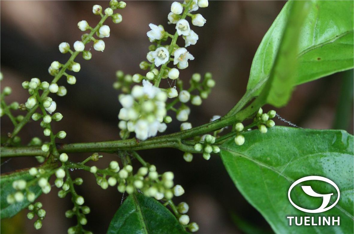 Maesa montana A. DC. 1 Maesa montana A. DC. 1