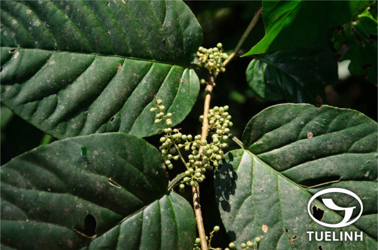 Maesa balansae Mez 1