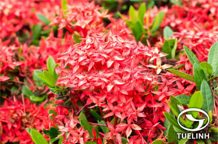 Ixora chinensis Lam. 1 Ixora chinensis Lam. 1
