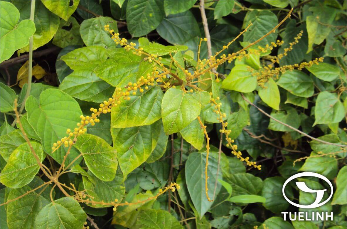 Mallotus contubernalis Hance 1