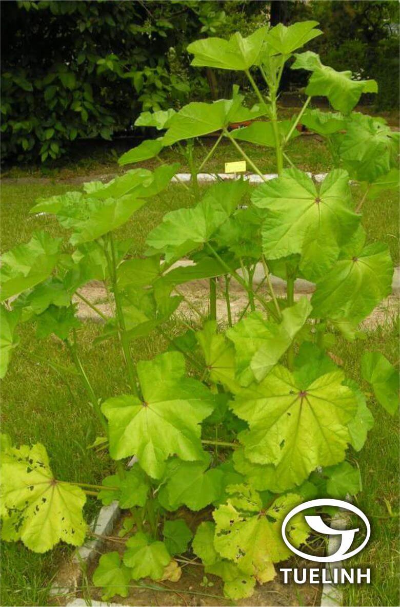 Malva verticillata L. 1