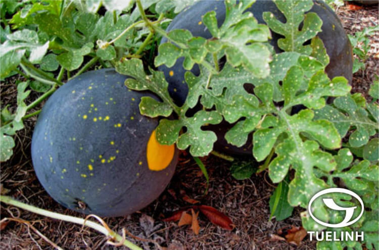 Citrullus lanatus (Thunb.) Matsum. et Nakai 1