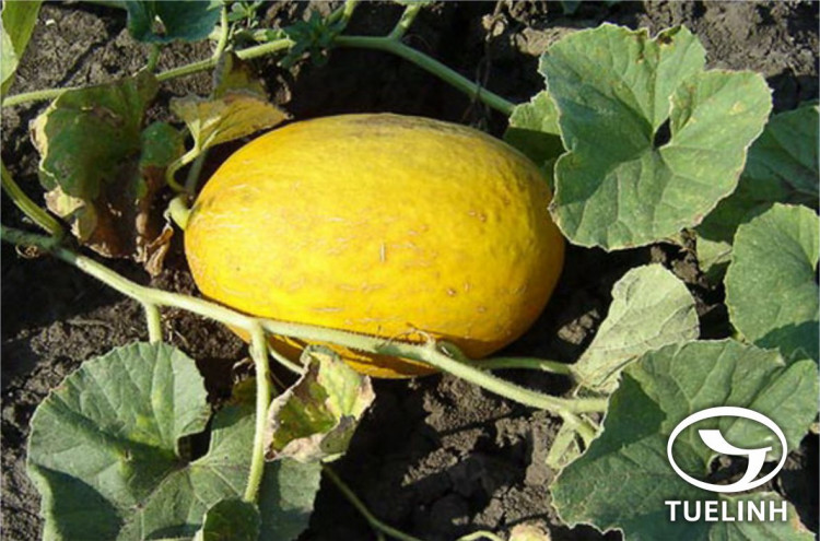 Cucumis melo L. 1