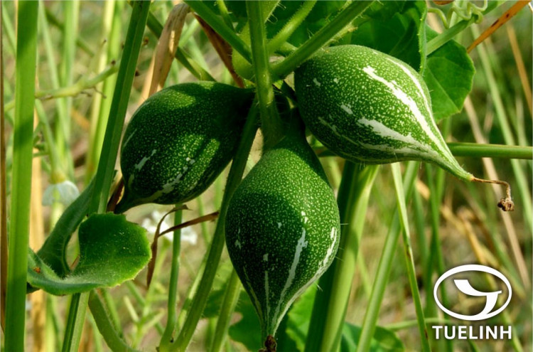 Trichosanthes cucumerina L. 1