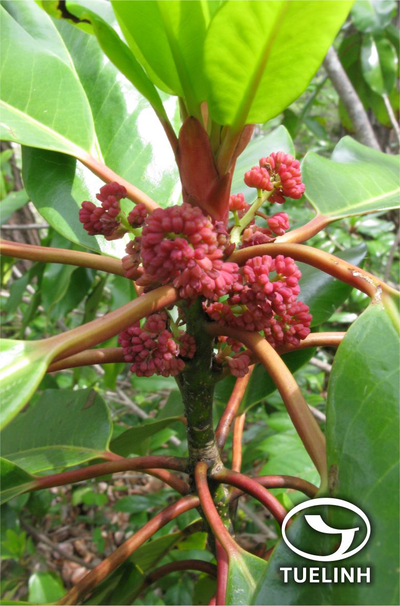 Daphniphyllum glaucescens Blume 1 Daphniphyllum glaucescens Blume 1