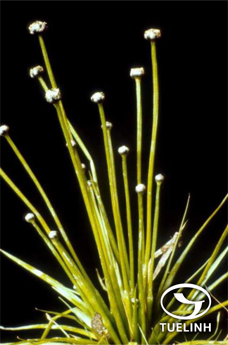 Eriocaulon longifolium Nees ex Kunth 1