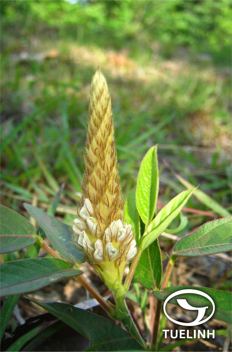 Uraria cochinchinensis Schindl. 1