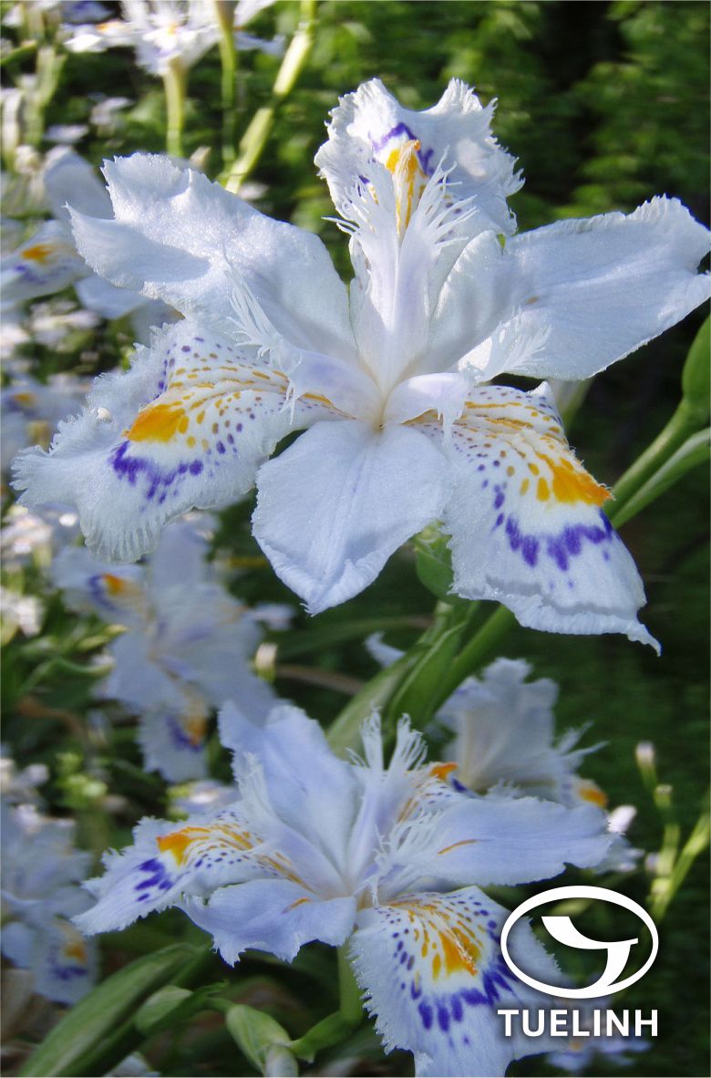 Iris japonica Thunb. 1