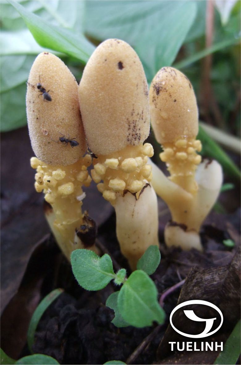 Balanophora abbreviata Blume 1