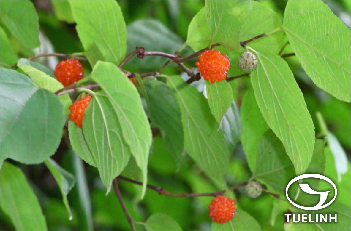 Broussonetia kazinoki Sieb. & Zucc. 1