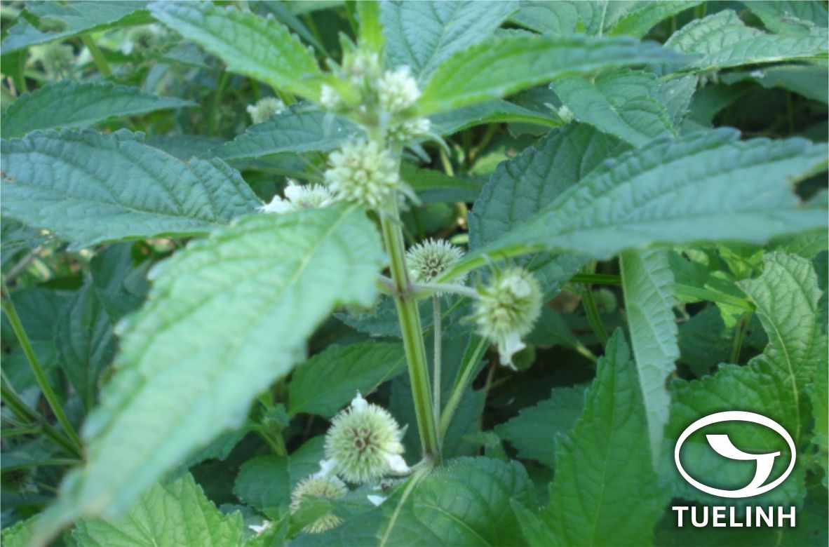 Hyptis brevipes Poit. 1 Hyptis brevipes Poit. 1