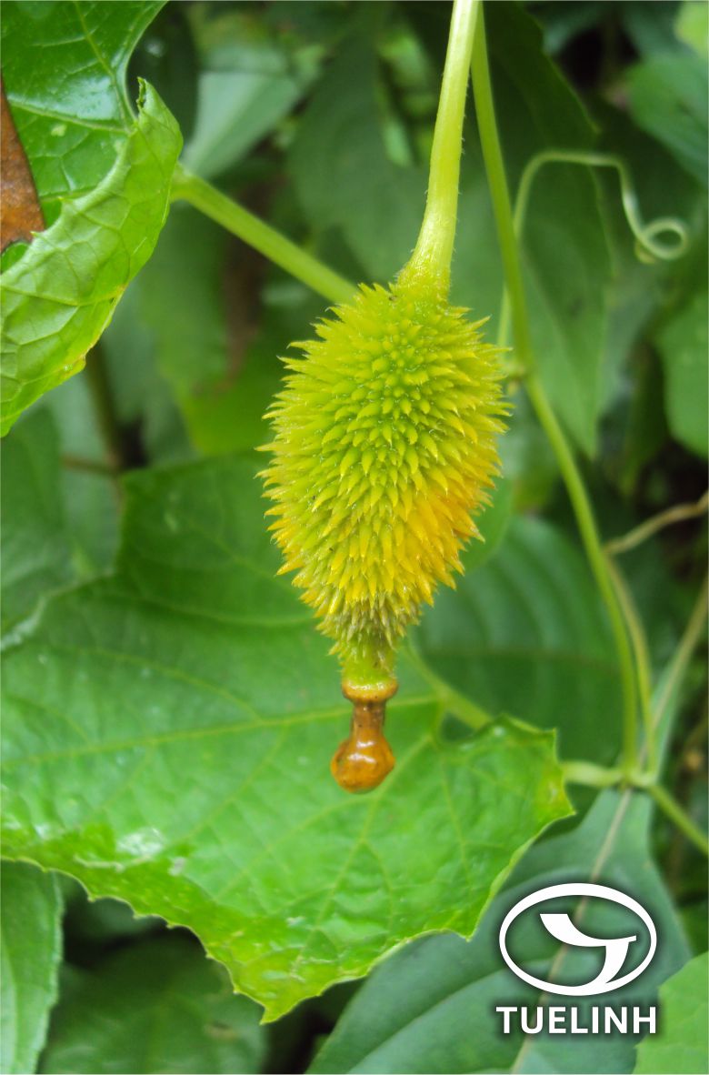 Momordica subangulata Blume 1