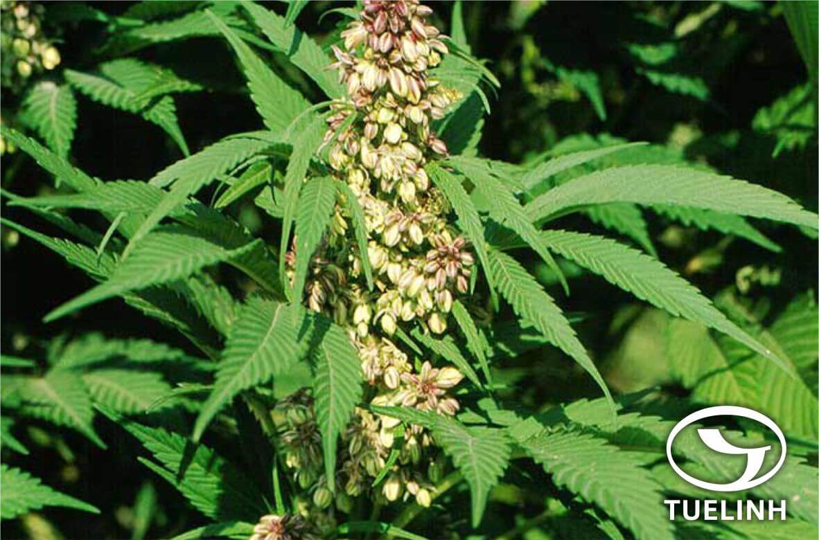 Cannabis sativa L. 1 Cannabis sativa L. 1