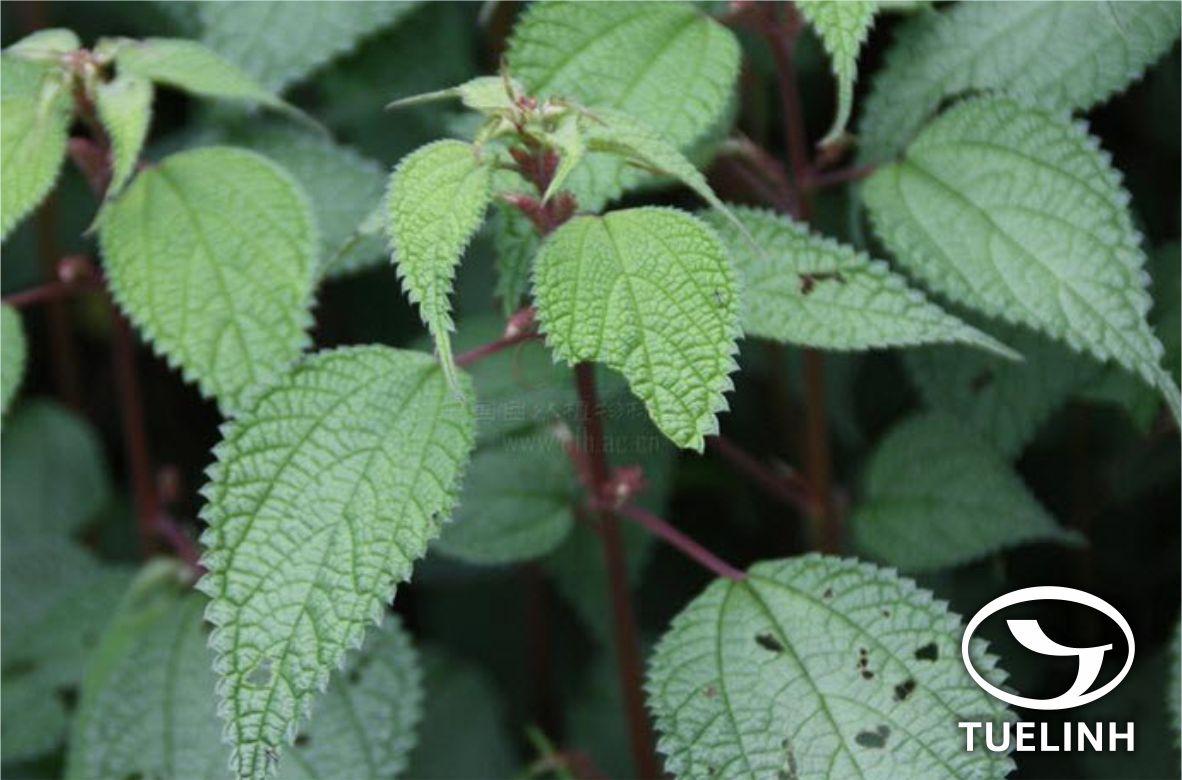 Maoutia puya (Hook.f.) Wedd. 1