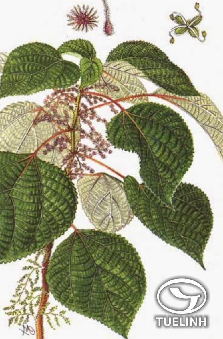 Boehmeria lanceolata Ridl. – Boehmeria tonkinensis Gagnep. 1