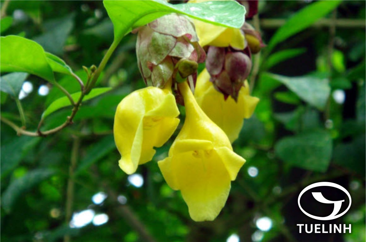 Gmelina philippensis Cham. 1