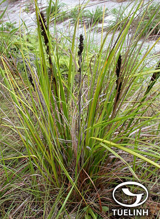 Gahnia tristis Nees 1 Gahnia tristis Nees 1