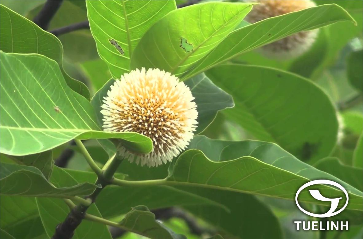 Neolamarckia cadamba (Roxb.) Bosser 1