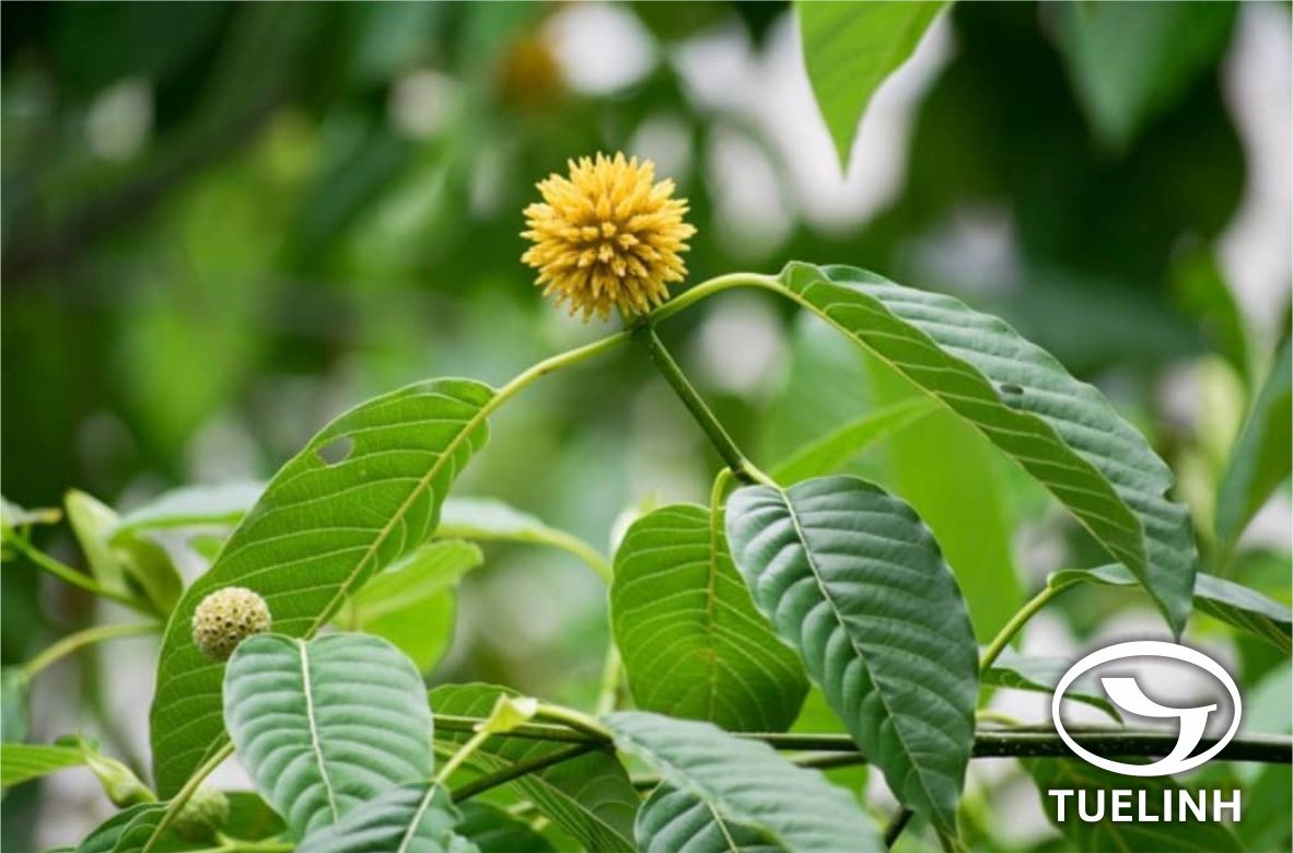 Mitragyna speciosa Korth. 1