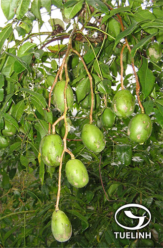 Allospondias lakonensis (Pierre) Stapf 1 Allospondias lakonensis (Pierre) Stapf 1