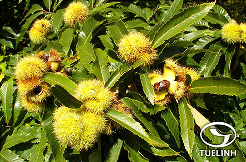 Castanopsis chinensis (Spreng.) Hance 1