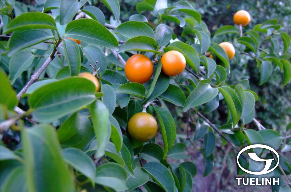 Strychnos cathayensis Merr. 1