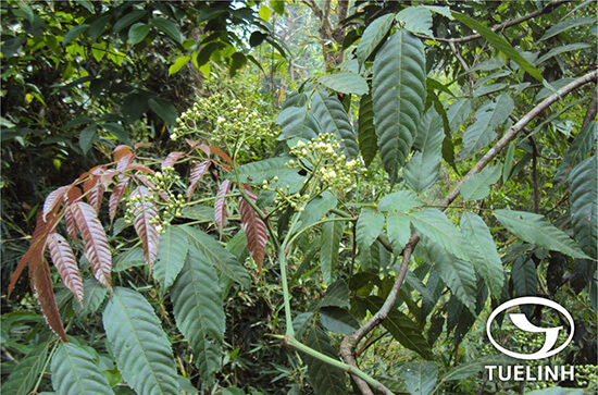 Leea indica (Burm.f.) Merr. 1