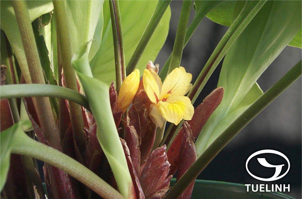 Distichochlamys rubrostriata W.J. Kress & Rehse 1