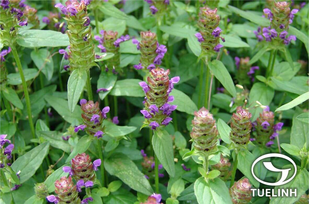 Prunella vulgaris L. 1