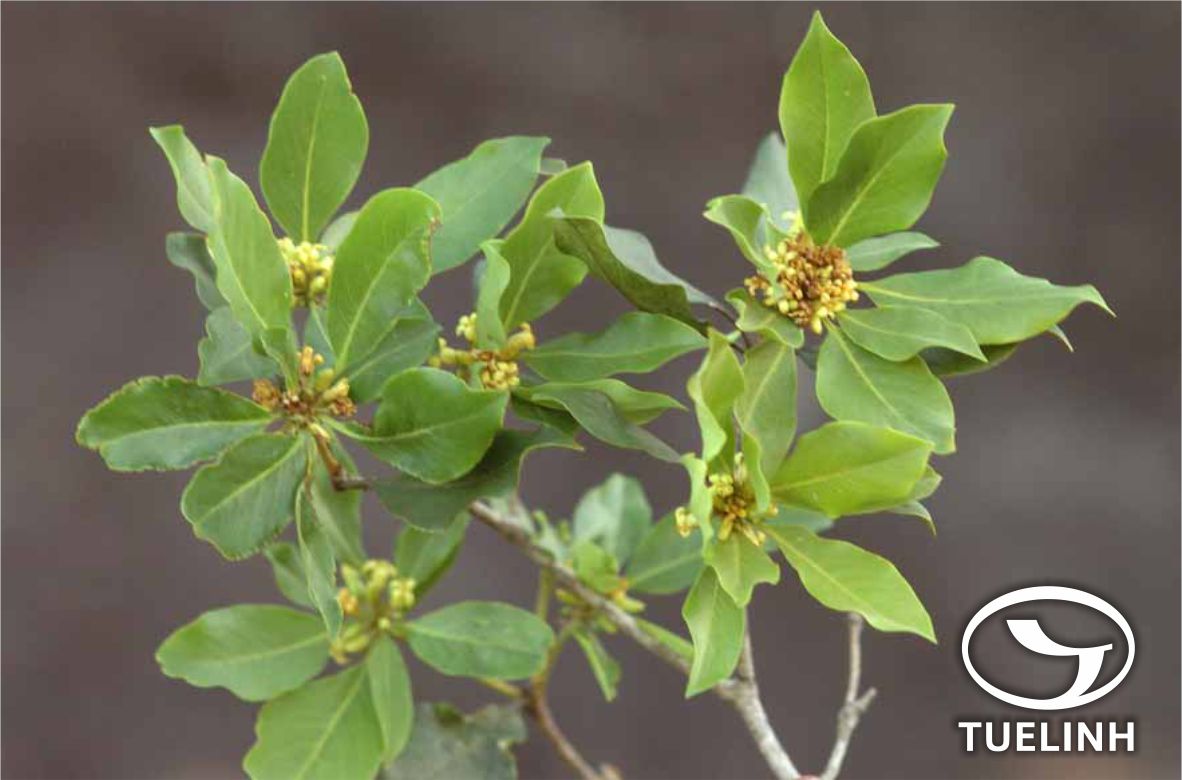 Pittosporum tetraspermum Wight & Arn. 1 Pittosporum tetraspermum Wight & Arn. 1