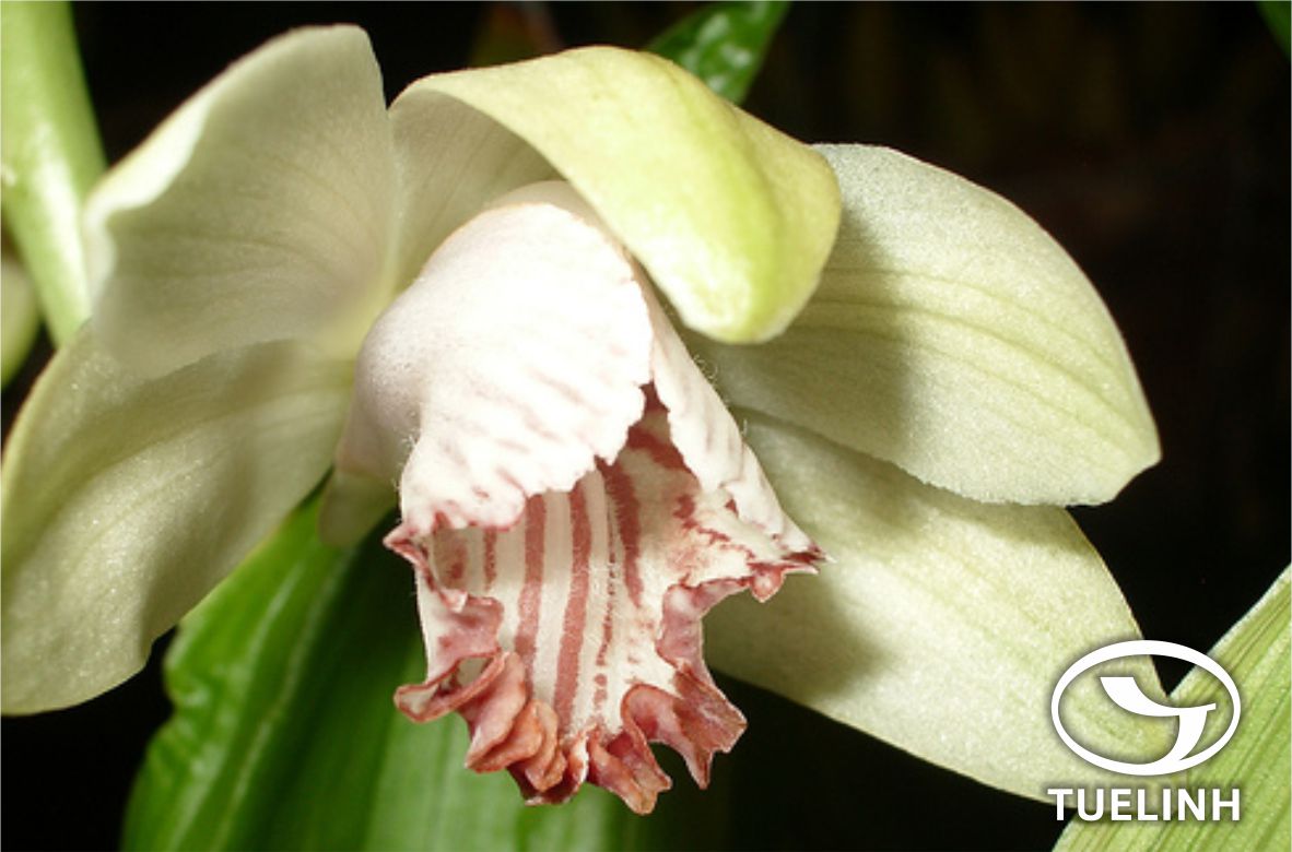 Phaius flavus (Blume) Lindl. 1