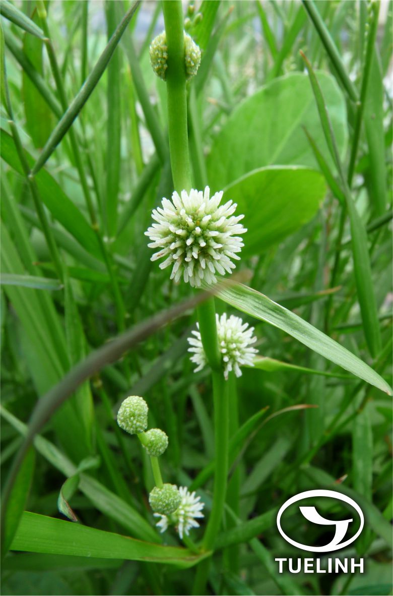 Sparganium stenophyllum Maxim. ex Meinsh. 1